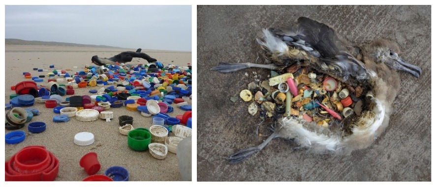 塑料瓶盖和海洋污染