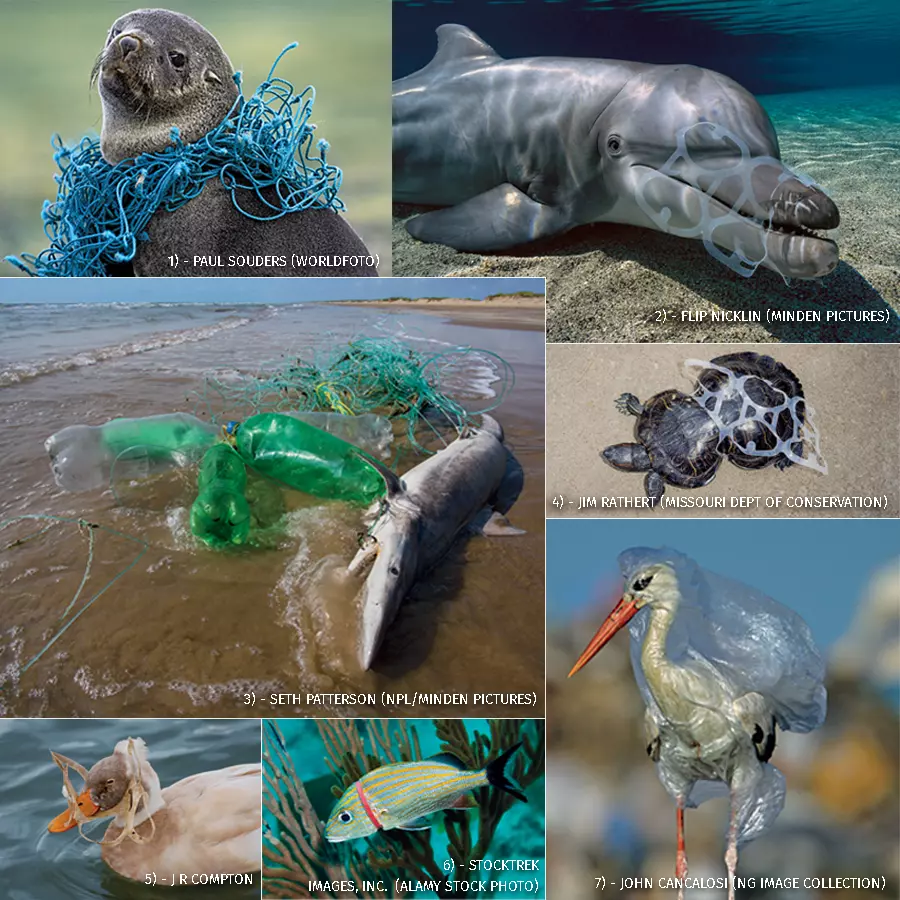 塑料污染危害生物多样性